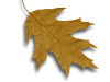 Captcha image 7337